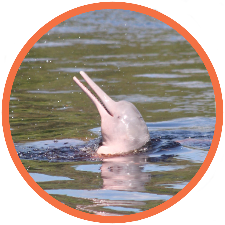 Amazon River Dolphin