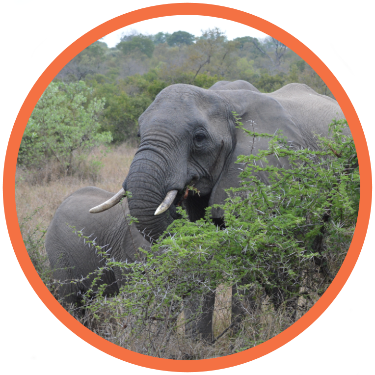 African Savanna Elephant