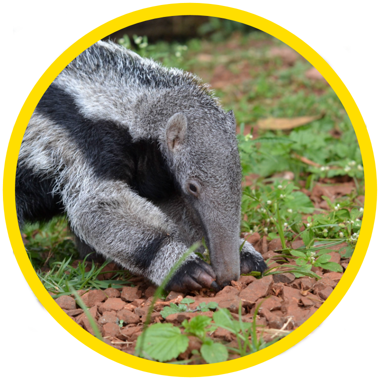 Giant Anteater