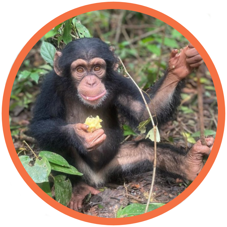 Chimpanzee