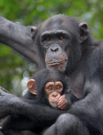 Chimpanzee