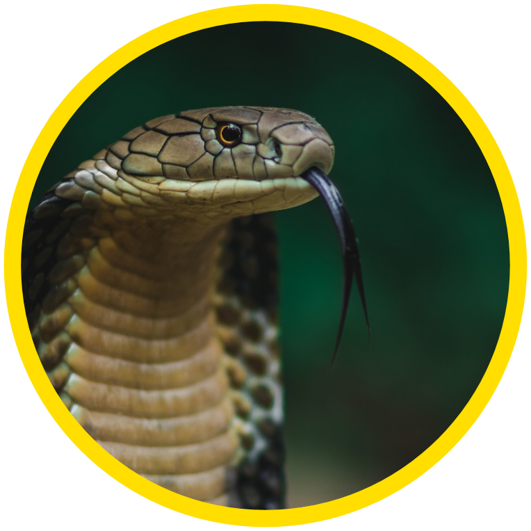 King Cobra