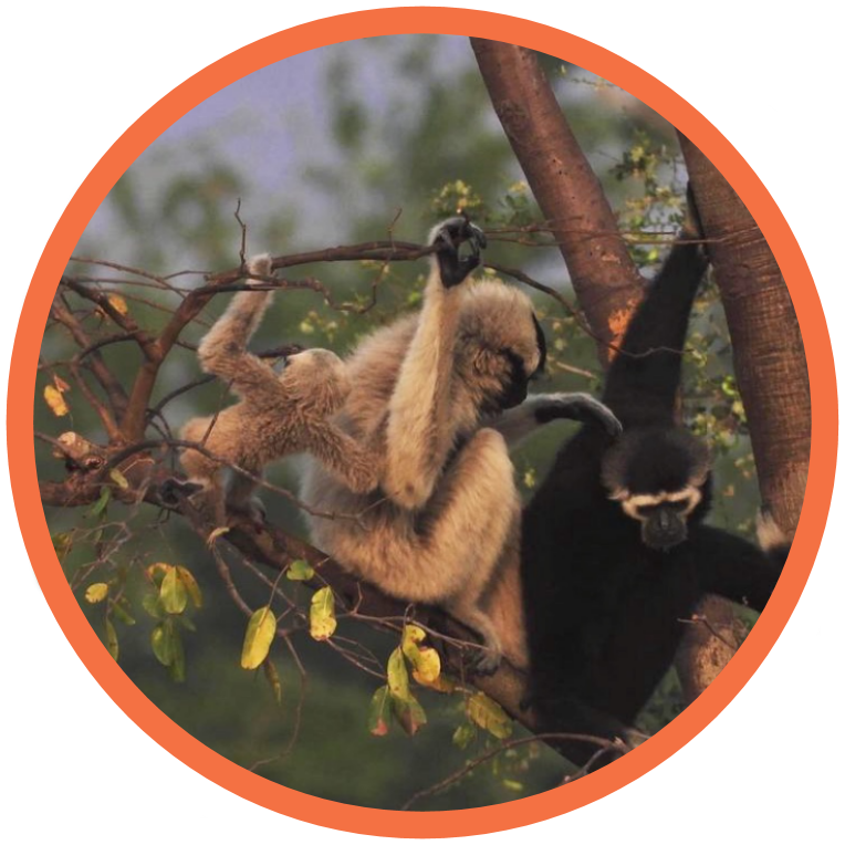 Pileated Gibbon