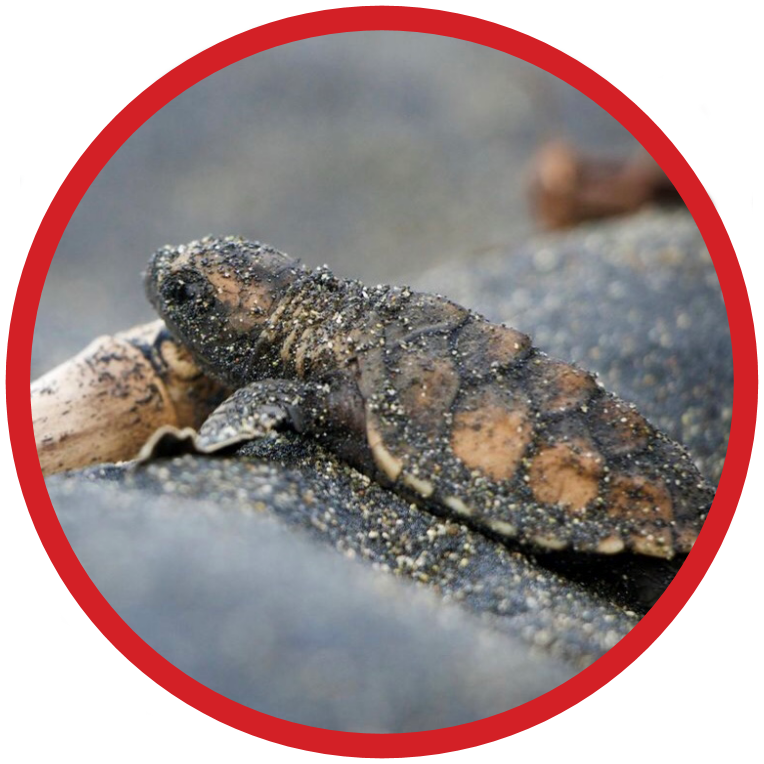 Hawksbill Turtle