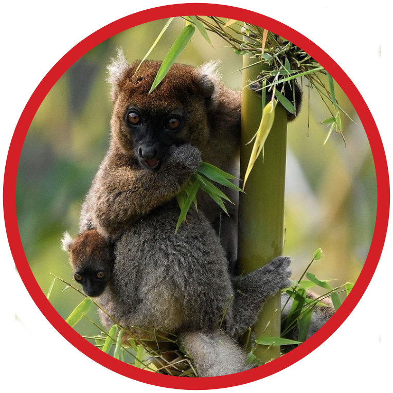 Greater Bamboo Lemur