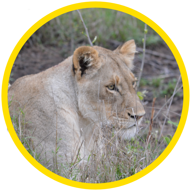 African Lion