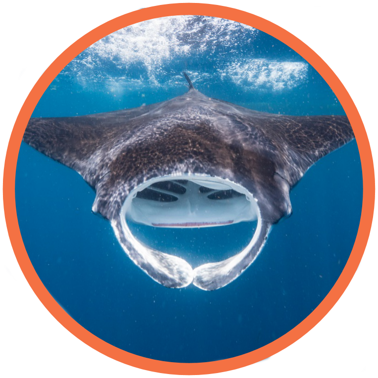 Giant Manta Ray