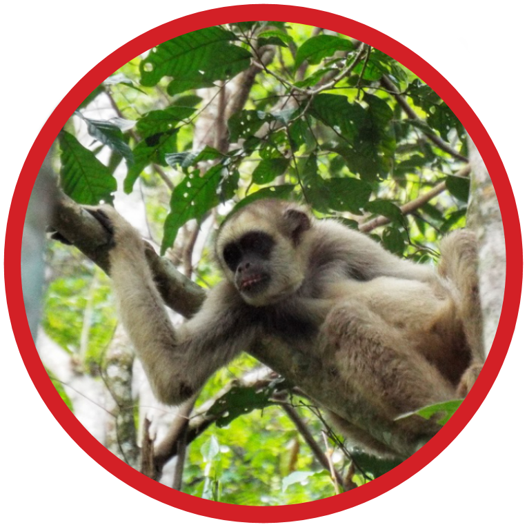 Northern Muriqui