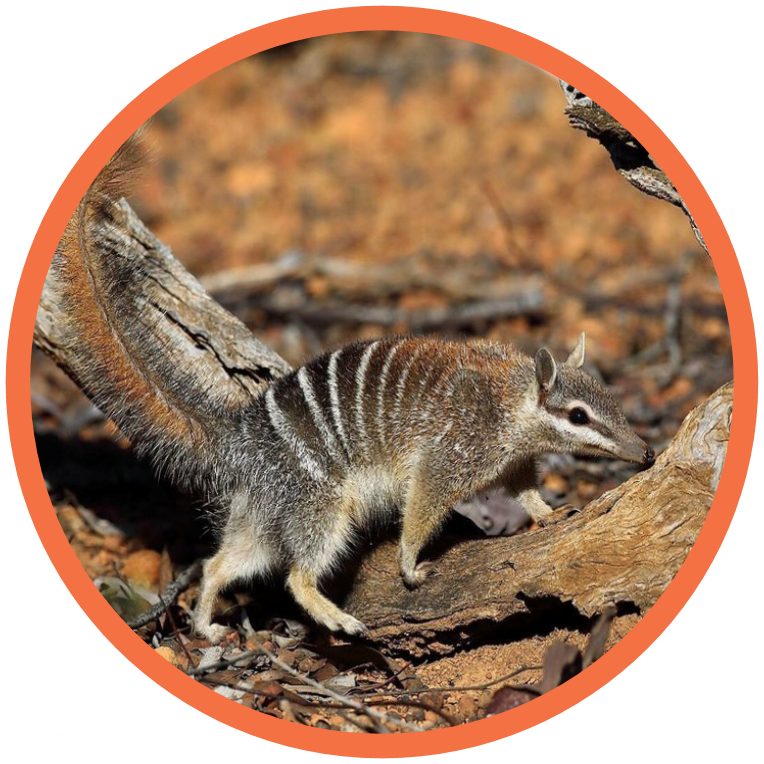 Numbat