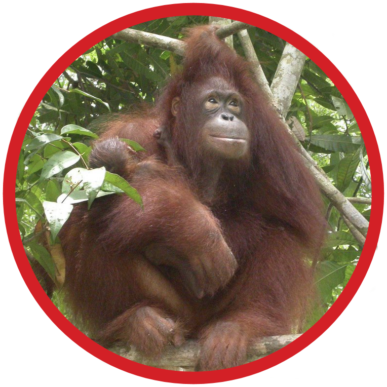 Bornean Orangutan