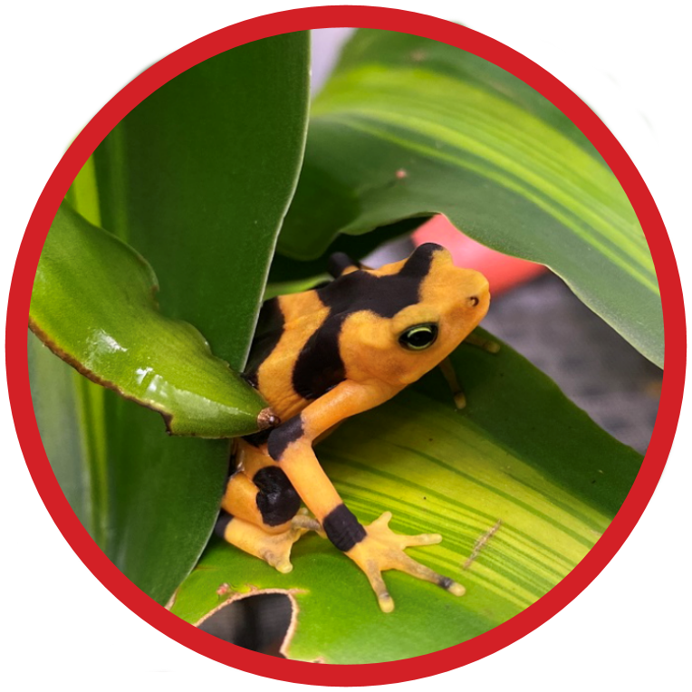 Panamanian Golden Frog