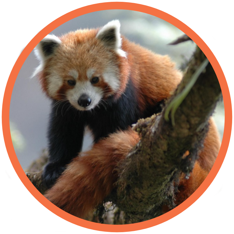 Red Panda