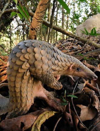 Sunda Pangolin