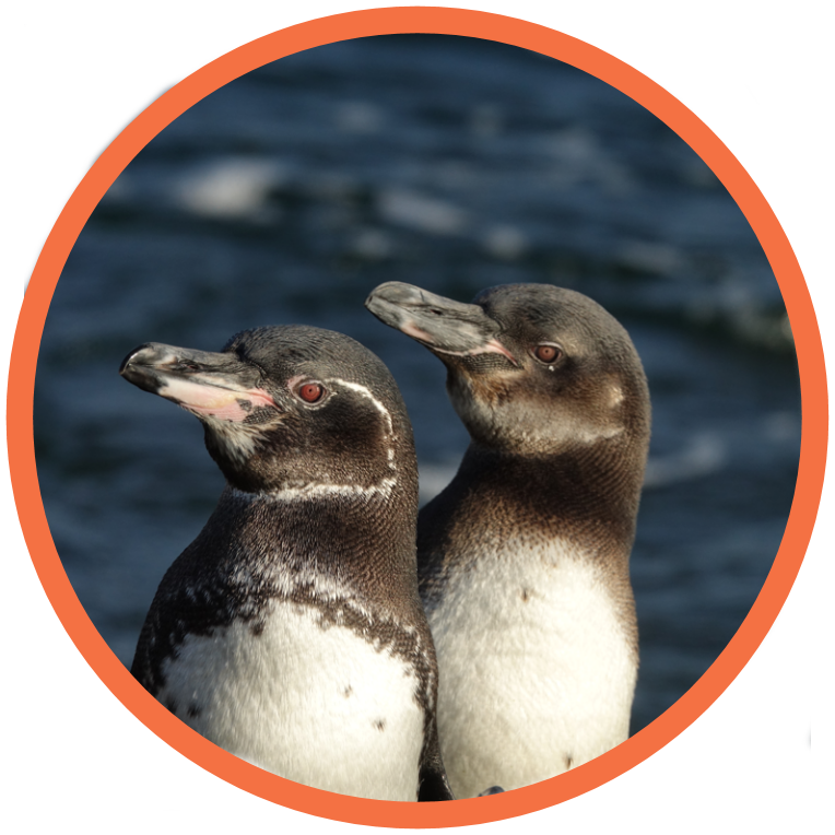 Galapagos Penguin