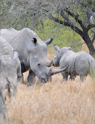 African Rhino