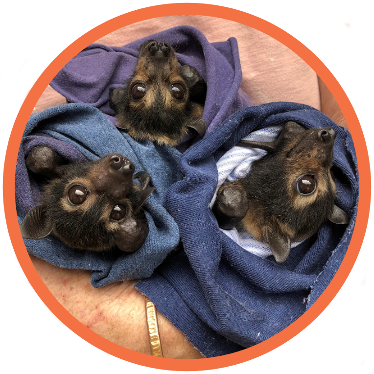 Spectacled Flying Fox