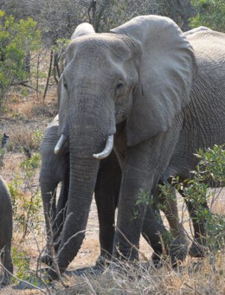 African Savanna Elephant