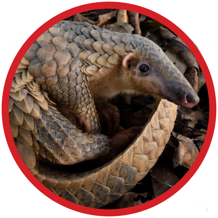 Sunda Pangolin