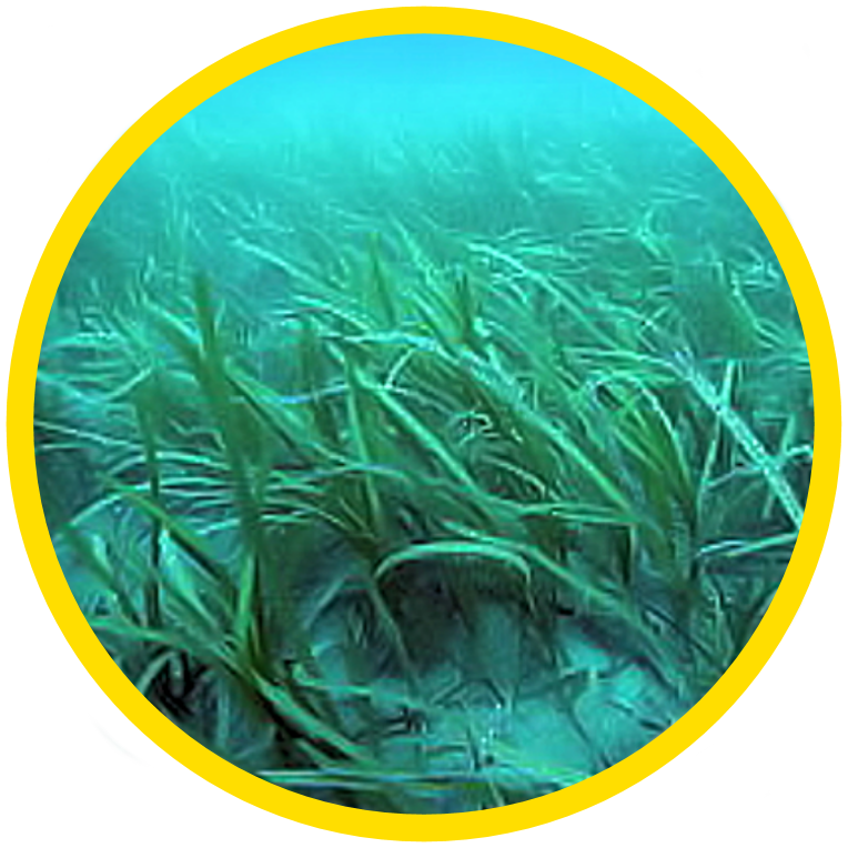 Seagrass