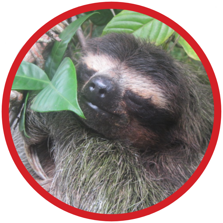 Pygmy Three-toed Sloth