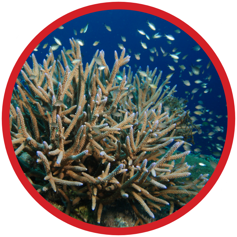 Staghorn Coral