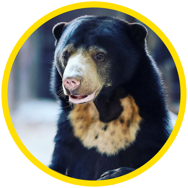 Bornean Sun Bear