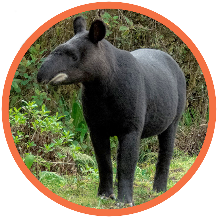 Mountain Tapir