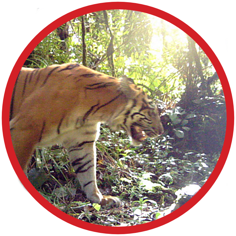 Sumatran Tiger