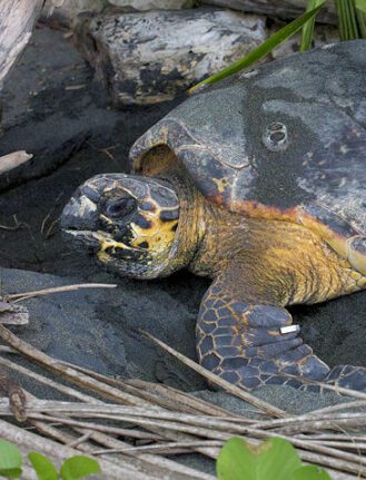 Hawksbill Turtle
