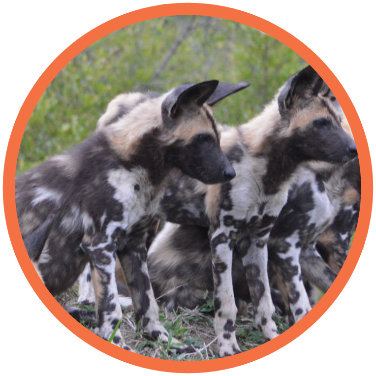 African Wild Dog