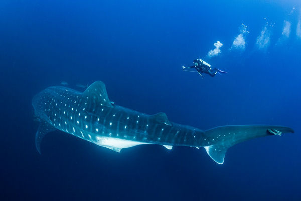 Whale Shark