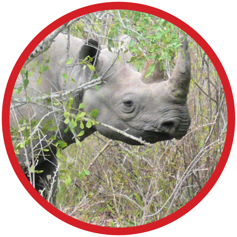 Black Rhino