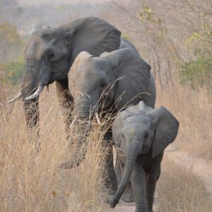 African Savanna Elephant