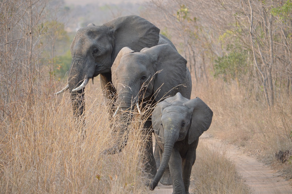 African Savanna Elephant