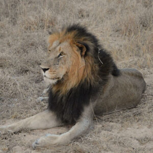 African Lion