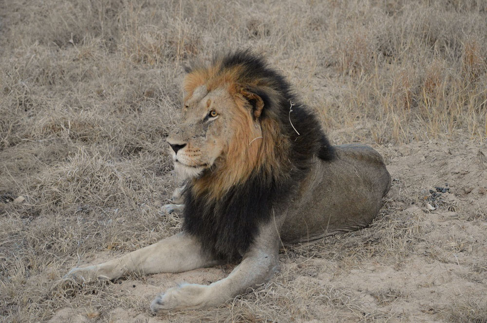 African Lion