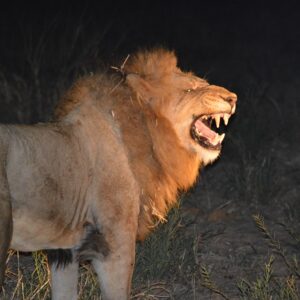 African Lion