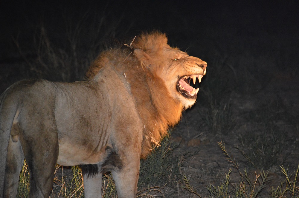 African Lion