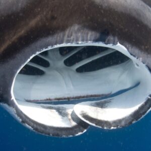 Oceanic Manta Ray