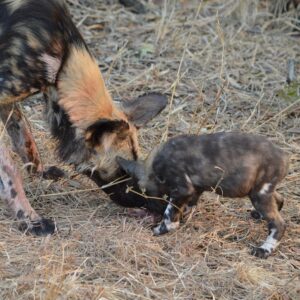 African Wild Dog