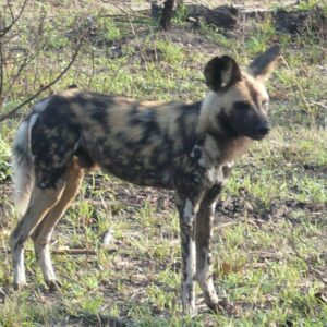 African Wild Dog