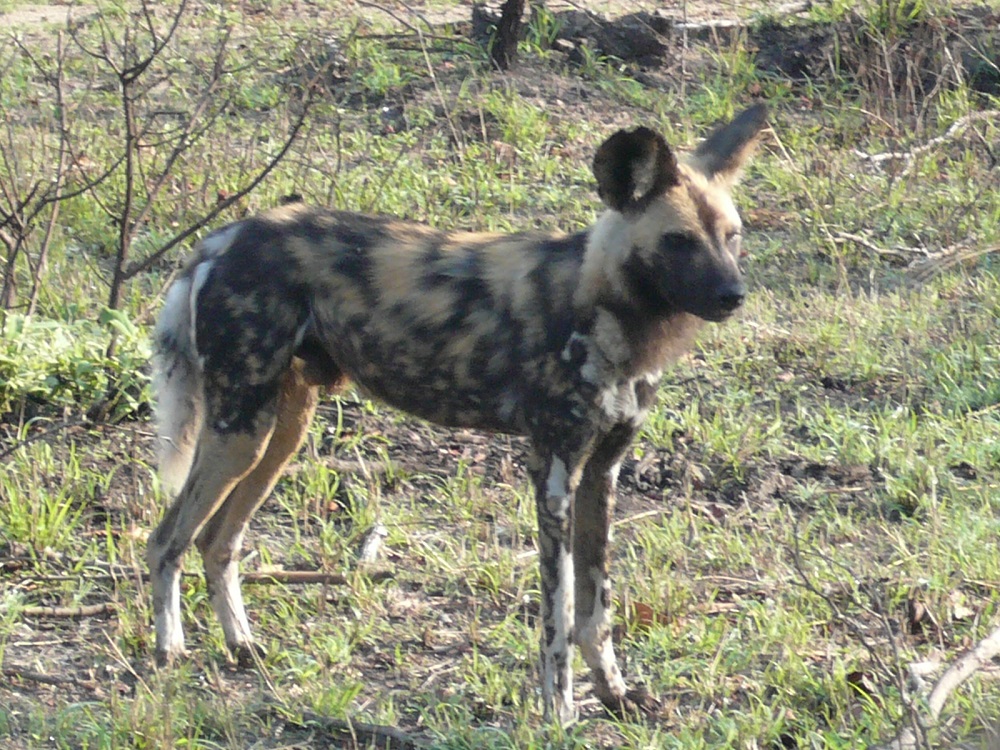 African Wild Dog