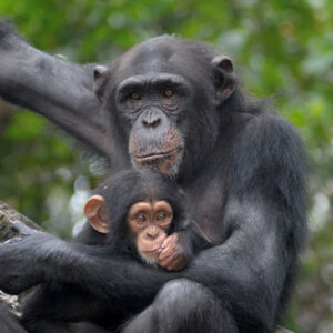 Chimpanzee