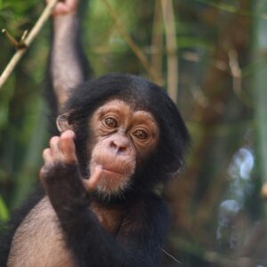 Chimpanzee