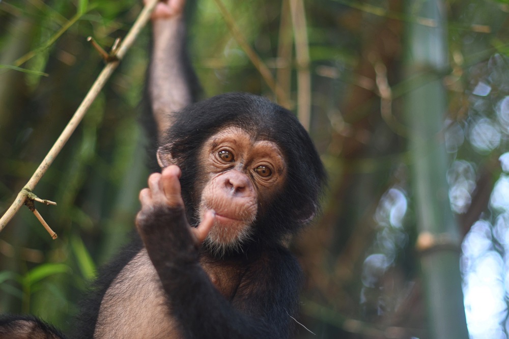Chimpanzee