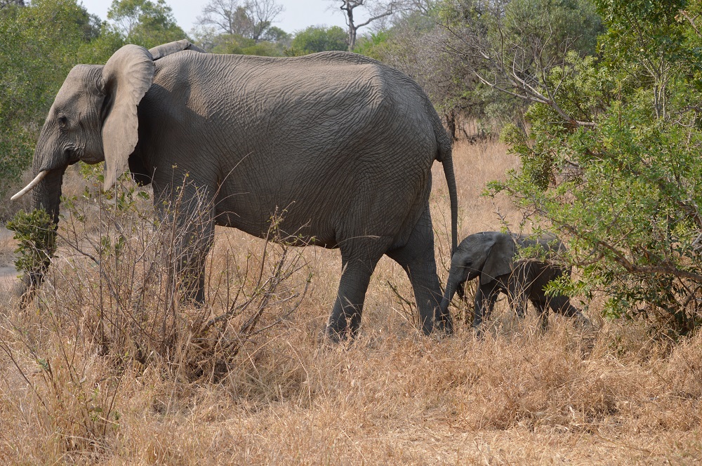 African Savanna Elephant