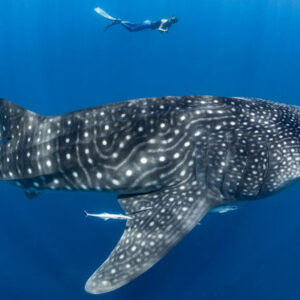 Whale Shark